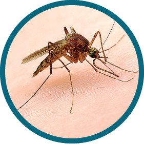 Sivrisinek Mücadelesi